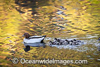 Australian Wood Ducks Photo - Gary Bell