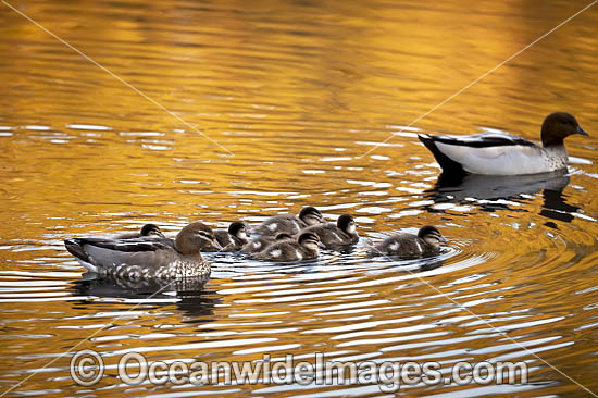 Australian Wood Ducks photo Australian Wood Ducks photo
