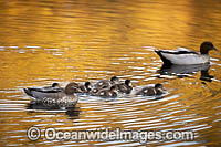 Australian Wood Ducks Photo - Gary Bell