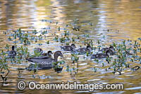 Duck with Ducklings Photo - Gary Bell