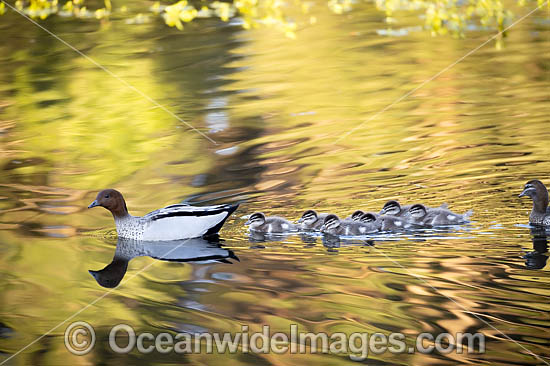 Australian Wood Ducks photo Australian Wood Ducks photo