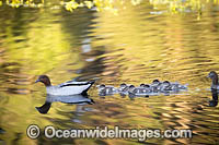 Australian Wood Ducks Photo - Gary Bell