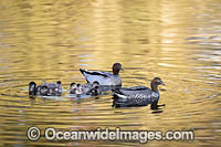 Australian Wood Ducks Photo - Gary Bell