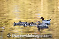 Australian Wood Ducks Photo - Gary Bell