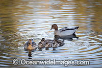 Australian Wood Ducks Photo - Gary Bell