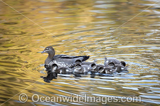 Duck with Ducklings photo Duck with Ducklings photo