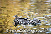Duck with Ducklings Photo - Gary Bell