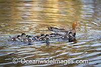Duck with Ducklings Photo - Gary Bell