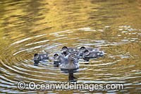 Duck with Ducklings Photo - Gary Bell