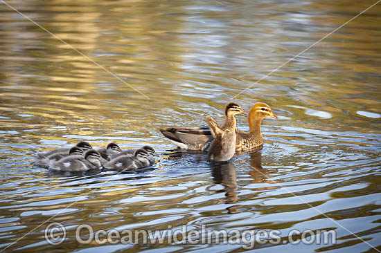 Duck with Ducklings photo Duck with Ducklings photo