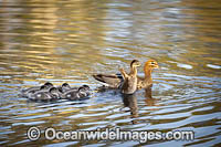 Duck with Ducklings Photo - Gary Bell