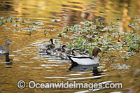 Australian Wood Ducks Photo - Gary Bell