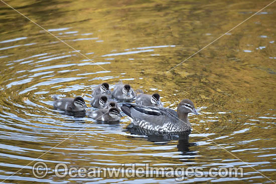 Duck with Ducklings photo Duck with Ducklings photo