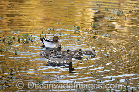 Australian Wood Ducks photo Australian Wood Ducks photo