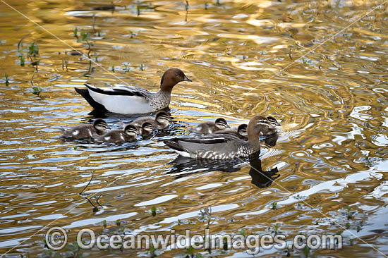 Australian Wood Ducks photo Australian Wood Ducks photo