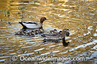 Australian Wood Ducks Photo - Gary Bell