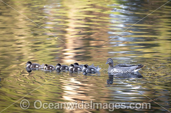 Duck with Ducklings photo Duck with Ducklings photo