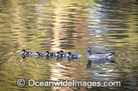 Duck with Ducklings Photo - Gary Bell