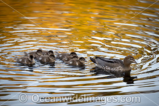 Duck with Ducklings photo Duck with Ducklings photo