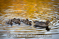 Duck with Ducklings Photo - Gary Bell
