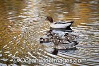 Australian Wood Ducks Photo - Gary Bell