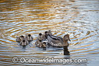 Duck with Ducklings Photo - Gary Bell