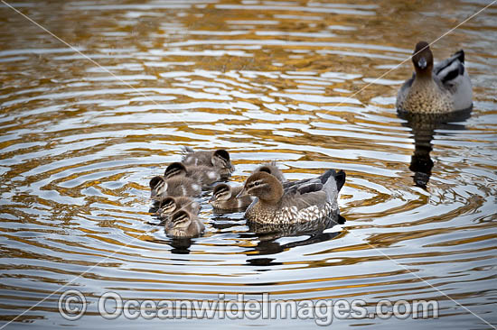Australian Wood Ducks photo Australian Wood Ducks photo