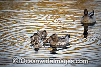 Australian Wood Ducks Photo - Gary Bell