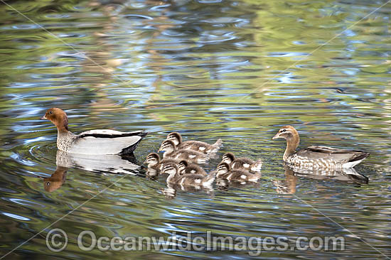 Australian Wood Ducks photo Australian Wood Ducks photo