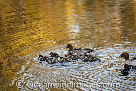 Australian Wood Ducks photo Australian Wood Ducks photo