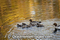Australian Wood Ducks Photo - Gary Bell