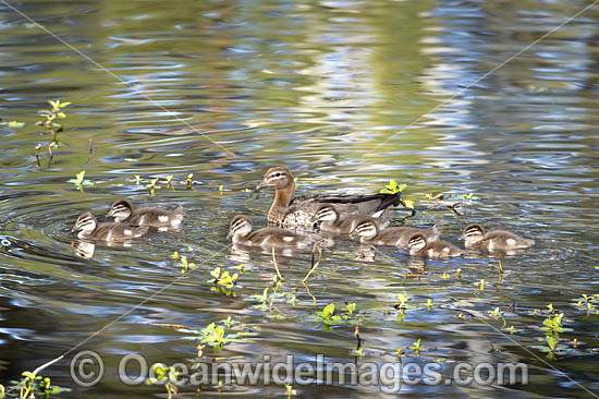 Australian Wood Ducks photo Australian Wood Ducks photo