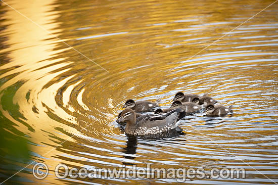 Duck with Ducklings photo Duck with Ducklings photo