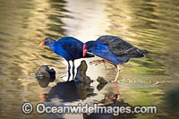 Purple Swamphens Photo - Gary Bell