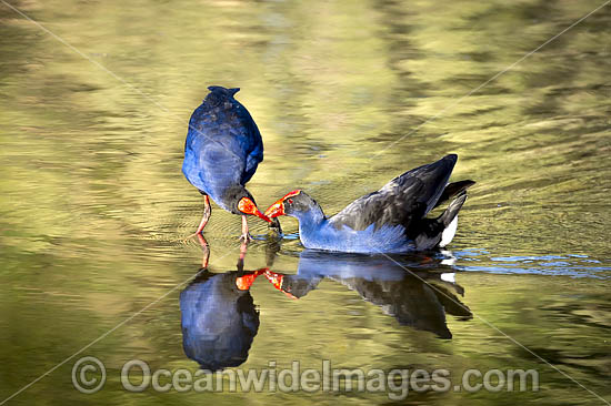 Purple Swamphens photo Purple Swamphens photo