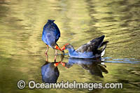 Purple Swamphens Photo - Gary Bell