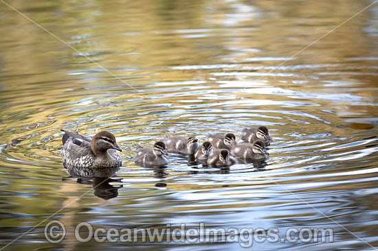 Duck with Ducklings photo Duck with Ducklings photo
