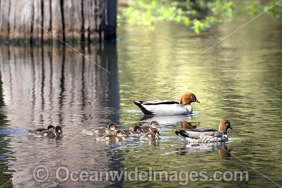 Wood duck family photo Wood duck family photo