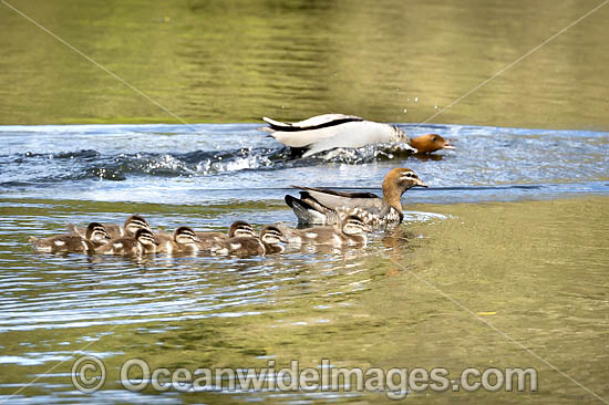 Wood duck family photo Wood duck family photo