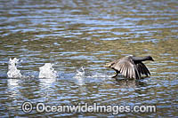 Dusky Moorhen flying Photo - Gary Bell