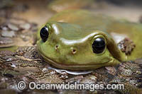 Green Tree Frog Photo - Gary Bell