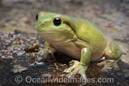 Green Tree Frog photo
