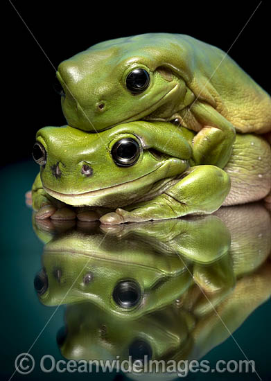 Green Tree Frog photo