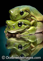 Green Tree Frog Photo - Gary Bell