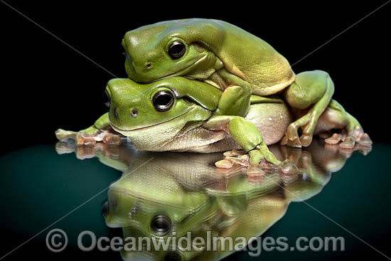 Green Tree Frog photo