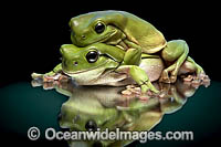 Green Tree Frog Photo - Gary Bell