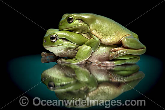Green Tree Frog photo