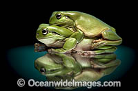 Green Tree Frog Photo - Gary Bell