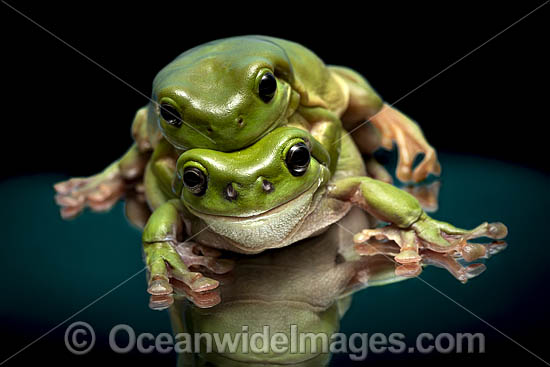 Green Tree Frog photo