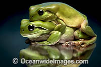 Green Tree Frog Photo - Gary Bell
